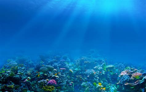 Wallpaper Sunlight Sea Underwater Coral Reef Diving Ocean