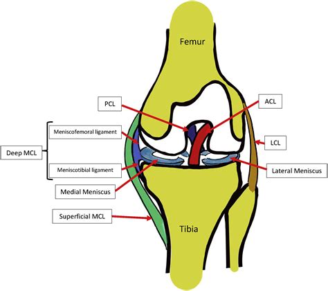 Percutaneous Arthroscopic Assisted Knee Medial Collateral Ligament My
