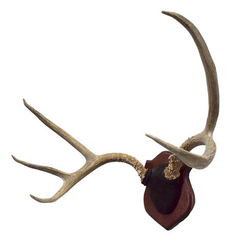 Mule Deer Antlers Taxidermy Mounts For Sale And Taxidermy Trophies