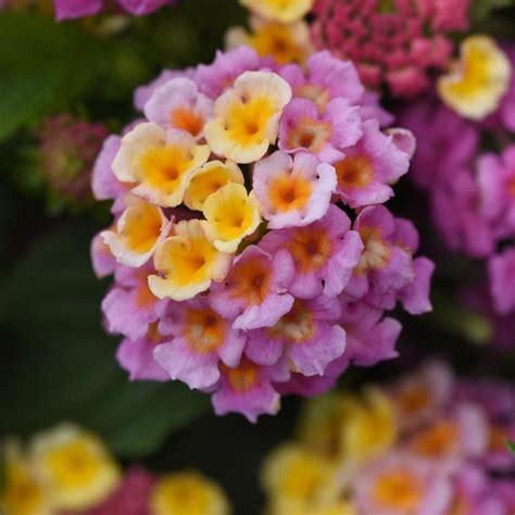 Lantana Camara Lucky Pink Lantana Eberts Greenhouse