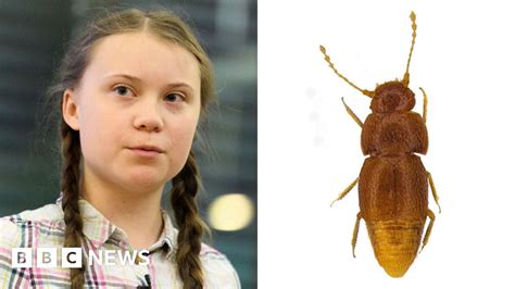 Greta Thunberg New Beetle Named After Climate Activist