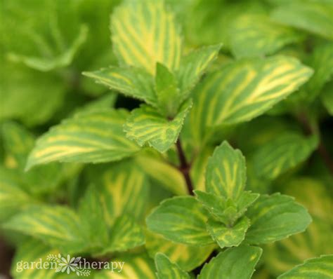 How to grow mint plants outdoors. Ornamental, Delicious, and Unique Mint Varieties You ...