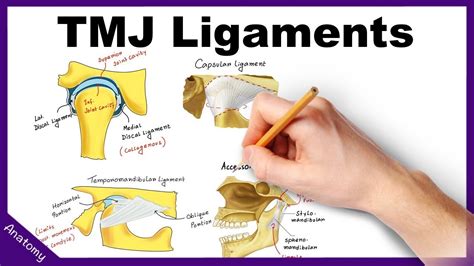Ligament Anatomy Anatomical Charts And Posters