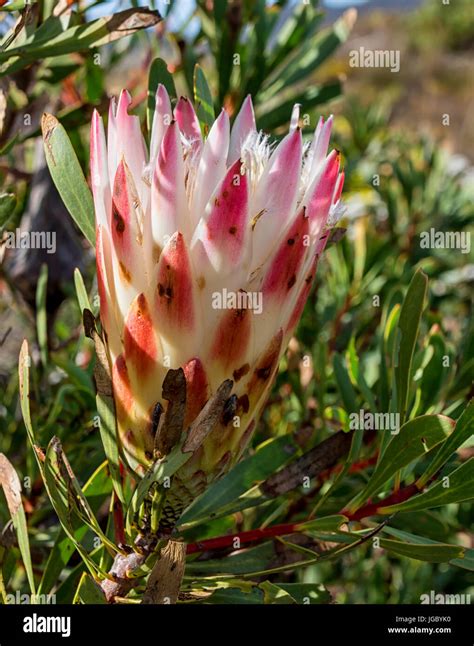 Protea Repens Flower In The Southern Cape South Africa Stock Photo Alamy