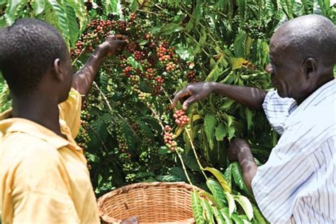Homeopathy a minor homeopathic remedy produced from coffea arabica, which is used for mental hyperactivity resulting in insomnia and fatigue; Uganda Coffee Industry - Uganda Coffee Federation