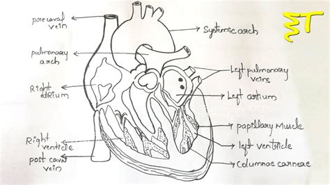 Heart Diagram Drawing At Explore Collection Of