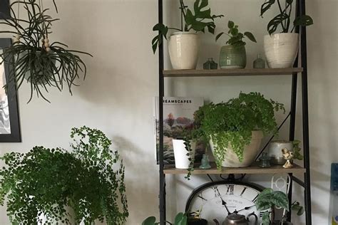 Decorating Your Office With Indoor Plants Benefits Tips