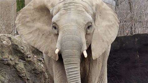 Why This Elephants Pregnancy Is A Good Sign Of Saving The Species