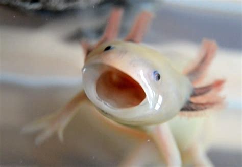 Why Does My Axolotl Have Black Spots Mudfooted