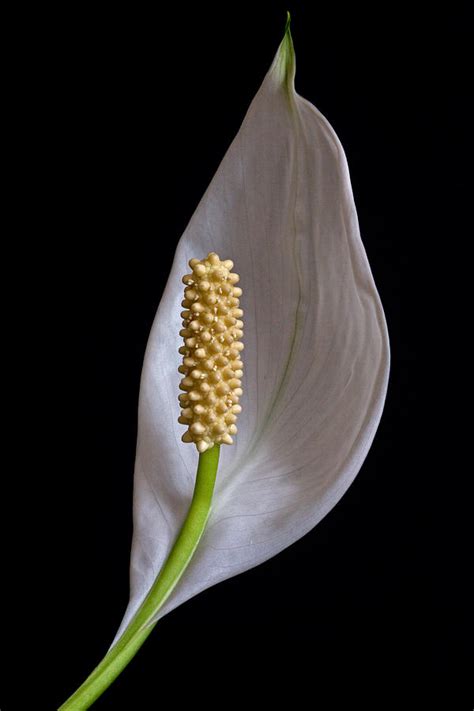 Peace lily flowers are going green. Peace Lily Flower Photograph by David Pringle