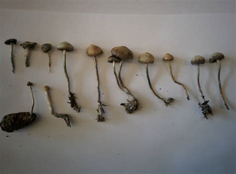 Psilocybe Quebecensis Mushroom Hunting And Identification