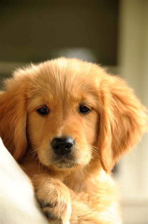 1171 Best Images About Golden Retriever Pups And Breeders On