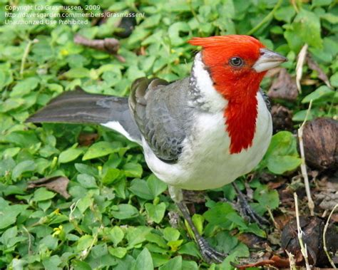 Bird Pictures Red Crested Cardinal Paroaria Coronata By Kennedyh