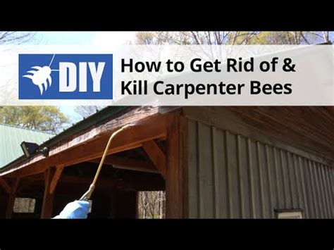 Carpenter bees do not eat wood but cause damage to structures by drilling circular holes to create tunnels inside wood. How to Get Rid of & Kill Carpenter Bees - YouTube