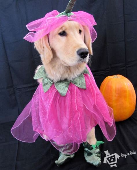 Golden Retriever Dogs In Duds For Dogs Who Like To Dress Up Pet