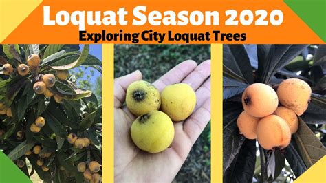 Loquat Season 2020 Exploring City Loquat Trees Youtube