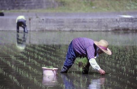 El Rendimiento De Los Cultivos De Arroz Disminuirá En Casi El 40 Hacia 2100