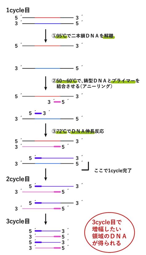 Pcr mimics what happens in cells when dna is copied (replicated) prior to cell division, but it is carried out in controlled conditions in a laboratory. PCR法のプライマー選択の問題ー頻出問題解説シリーズ(分子生物) | あっしー先生の医学・生物学教室