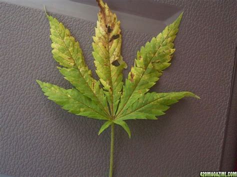 This, in turn, can cause the leaves to wilt and develop. Bottom leaves turning yellow/brown spots | 420 Magazine
