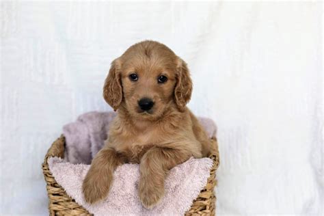 Find golden retriever puppies near you at lancaster puppies. Gabby | AKC Golden Retriever Puppies for Sale in Ohio