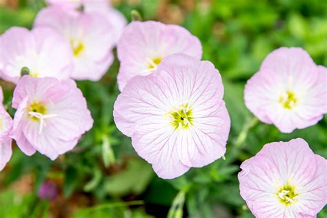 How To Grow And Care For Pink Evening Primrose