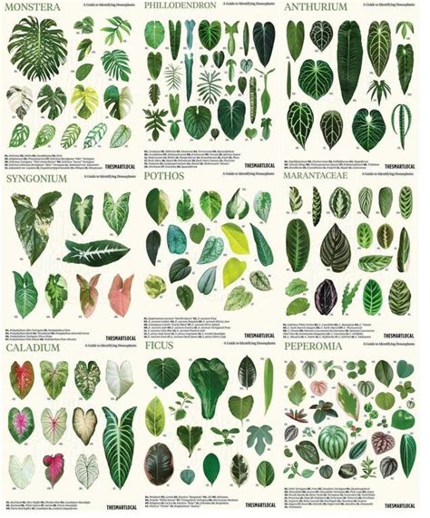 A Chart Of Common Houseplants And Their Botanical Names