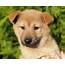 Korean Jindo Dog Puppies Breed Information & For Sale