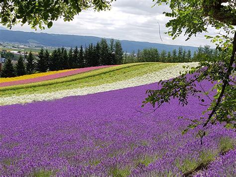 Lavender Fields Of Hokkaido A Way For All Seasons