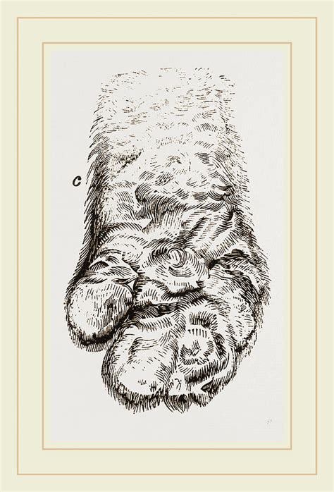 Feet Of Panda Drawing By Litz Collection Fine Art America