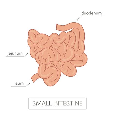 Royalty Free Human Small Intestine Clip Art Vector Images