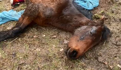 Neglected Pony Found Dumped In Field Near Ashbourne Lmfm