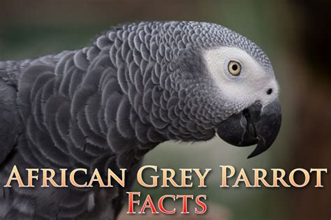 African Grey Parrot Facts For Kids And Students Pictures Information