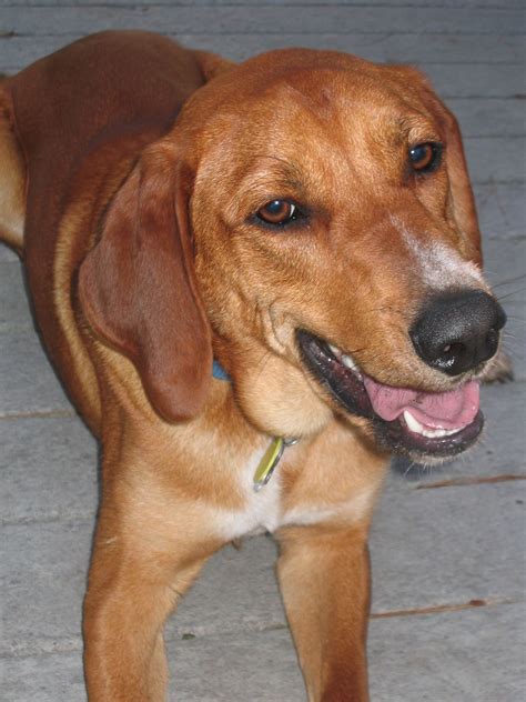 Happy Redbone Coonhound Photo And Wallpaper Beautiful Happy Redbone