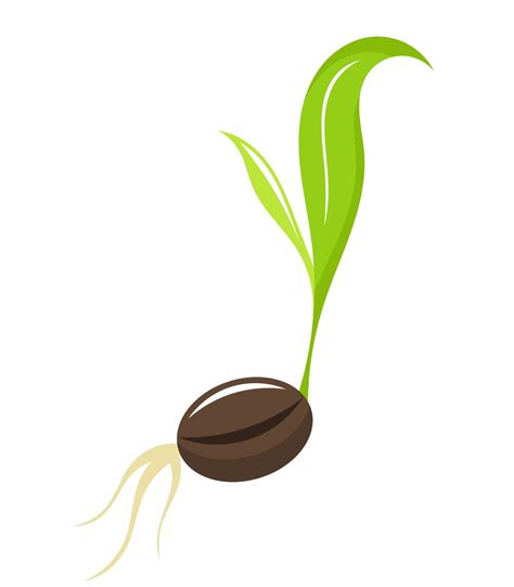 Seed Grow Png Clip Art