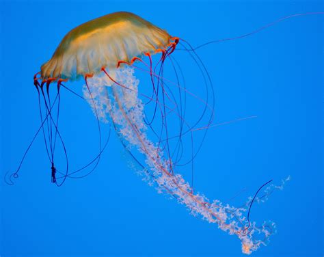 Super Animal Jellyfish