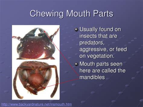 Ppt Insect Mouth Types Powerpoint Presentation Free Download Id432988