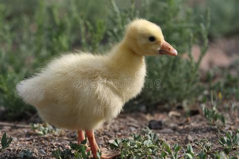 Duckling Stock Image Image Of Looking Duckling Young 7051253