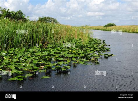 Lily Pads In Nature In Swamp In The Florida Everglades Stock Photo Alamy