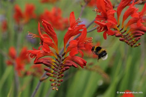 Jul 30, 2021 · the official birth flowers for august. Tales from Toriello: July in bloom