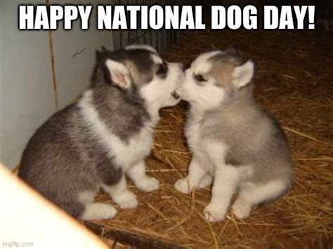 Its National Dog Day Imgflip