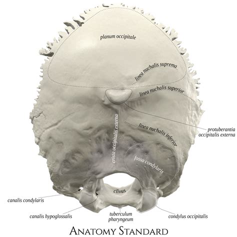 Anatomy Standard Drawing Occipital Bone Exterior Posterior View