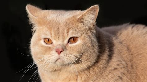 Golden British Shorthair Cat Facts Origin History With 60 Off