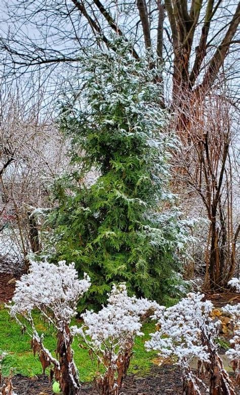 Narrow Evergreen Trees For Year Round Privacy In Small Yards In 2021
