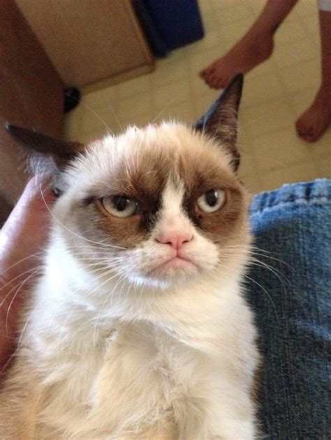 Grumpy Cat Meme Saying Yes Aqeel George