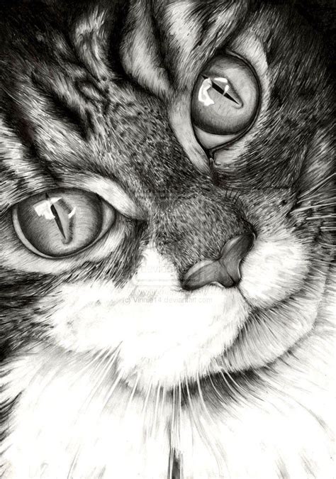 12 Realistic Cat Drawing Realistic Cat Drawing Cat Art Cat Drawing