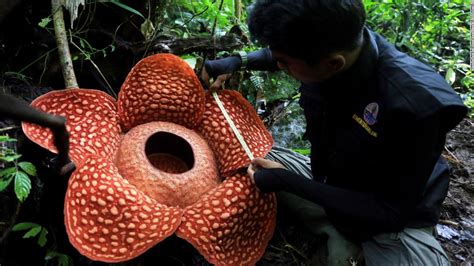 There's a deep well in the center of the flower containing a central raised disc raised that support numerous vertical spines. Scientists just found one of the world's largest flowers ...