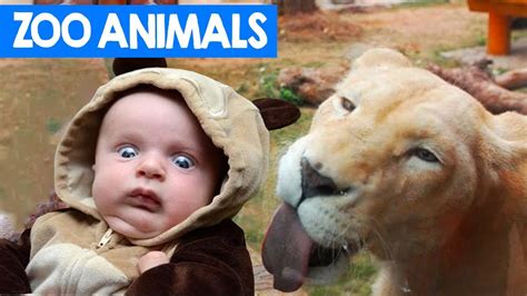 Funniest Zoo Animals Bloopers Of 2018 Compilation Cute Critters Tv