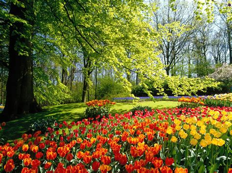 Viewes Tulips Park Trees Netherlands Beautiful Views Wallpapers