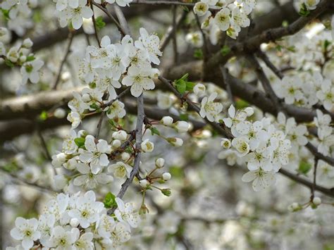 Immagini dei fiori selvatici raccolte in giro per l'italia. E come Emanuela: Fiori bianchi...fiori di pruno selvatico