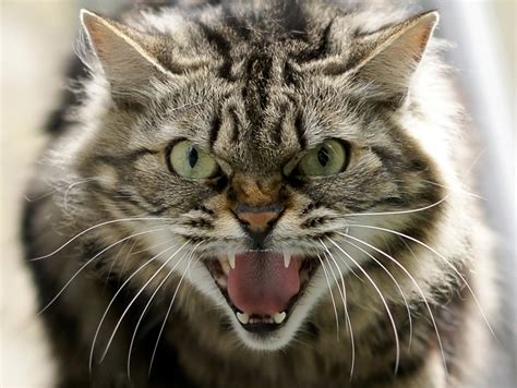 Angry Cat Closeup Growls Angry Cat Cat Behavior Cats